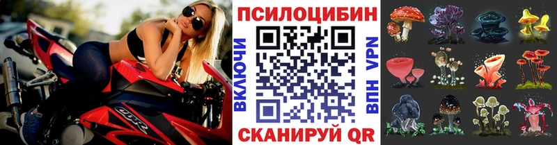 где продают   Пустошка  Галлюциногенные грибы Cubensis 